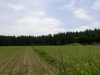 Blick vom Garten auf Wald und Wiese